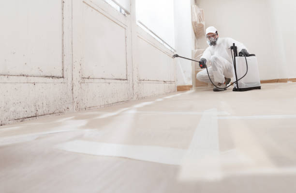 24/7 Emergency Basement Mold Remediation experts in Nederland, CO