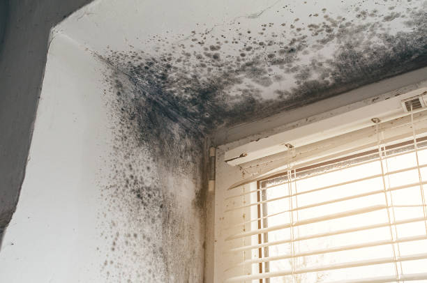 Affordable Basement Mold Remediation solutions in Nederland, CO